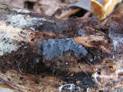 Byssocorticium pulchrum