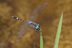 Micrathyria hesperis