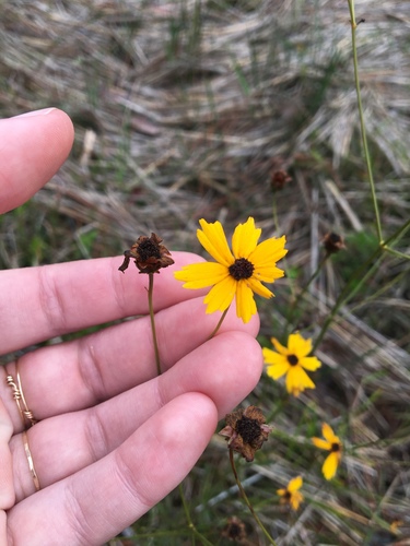 Coreopsis gladiata, photograph 5