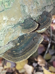 Phellinopsis conchata