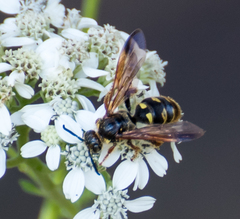 Xanthocampsomeris fulvohirta
