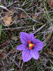Crocus