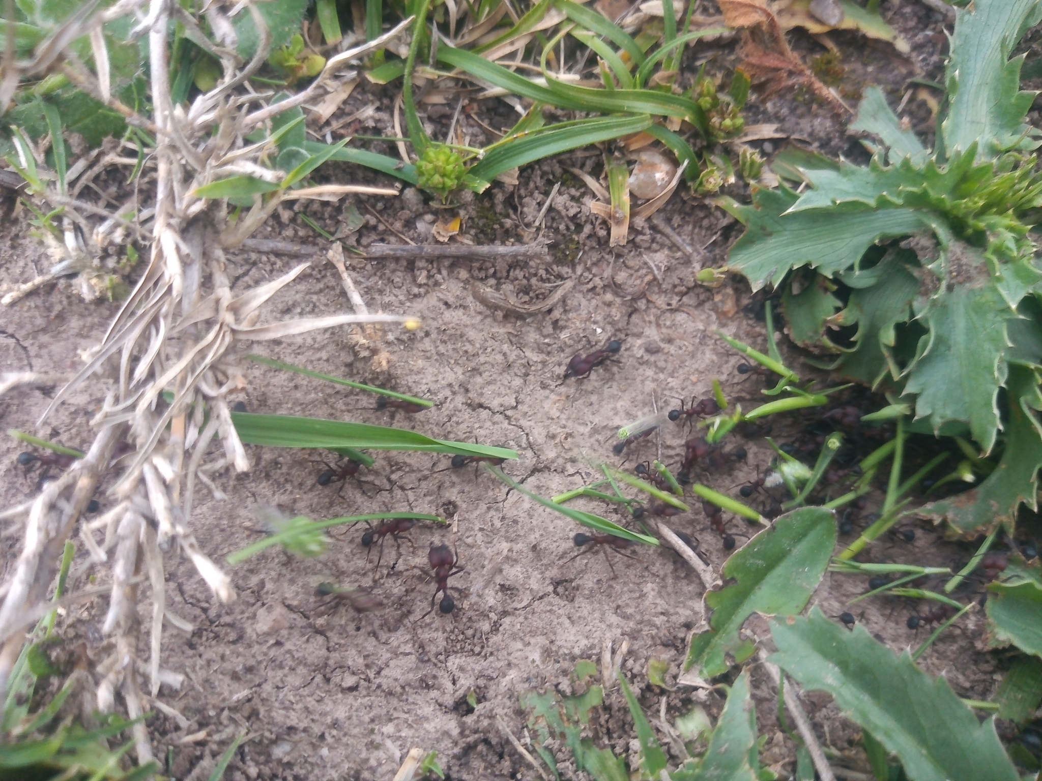 Acromyrmex heyeri