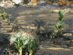 Echinomastus unguispinus