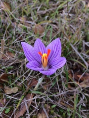 Crocus