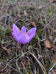 Crocus