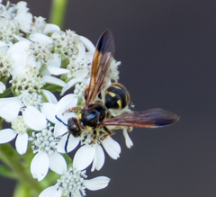 Xanthocampsomeris fulvohirta