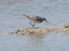 Calidris alpina