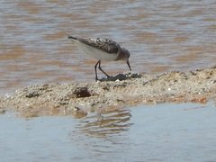 Calidris alpina