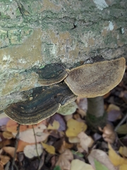 Phellinopsis conchata