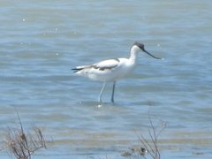 Recurvirostra avosetta