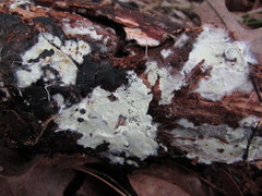 Tomentellopsis echinospora