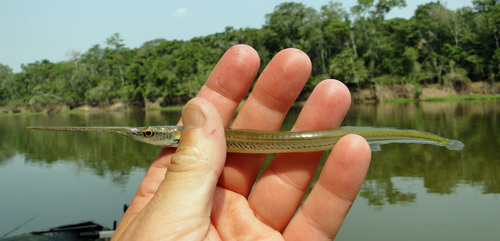 Eigenmann's needlefish (Potamorrhaphis eigenmanni) — Belonidae — 2