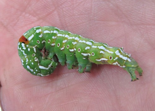 Sundowner moth