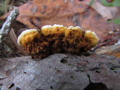 Gloeophyllum abietinum