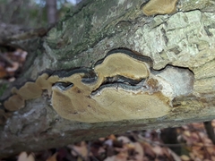 Phellinopsis conchata