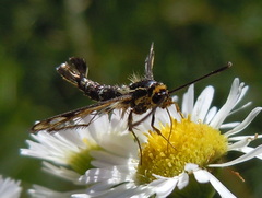 Chamaesphecia empiformis