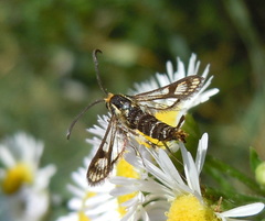 Chamaesphecia empiformis