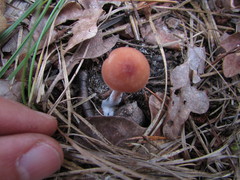 Laccaria laccata pallidifolia