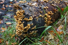 Fungi