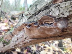 Phellinopsis conchata