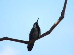 Anthracothorax dominicus