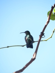 Anthracothorax dominicus