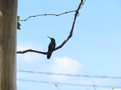 Anthracothorax dominicus