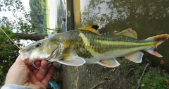 Pimelodus ornatus