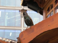 Sturnus vulgaris