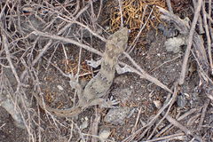 Diplodactylidae