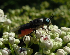 Odontomyia flavissima