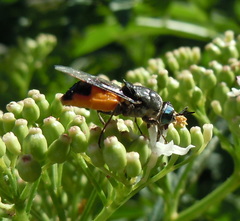 Odontomyia flavissima