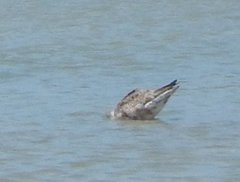 Calidris ferruginea