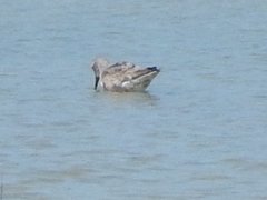 Calidris ferruginea