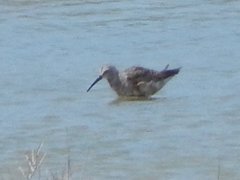 Calidris ferruginea