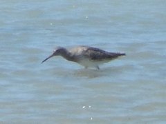 Calidris ferruginea