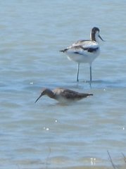 Calidris ferruginea