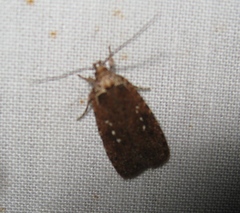 Agonopterix clemensella