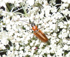 Anogcodes rufiventris
