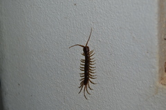 Lithobius peregrinus