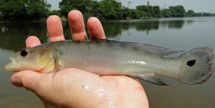 Crenicichla