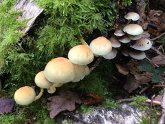 Fungi