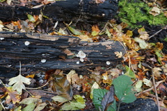 Fungi