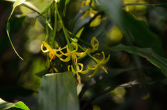 Apostasia odorata