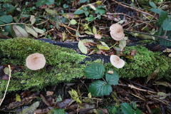 Fungi