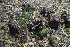 Fungi