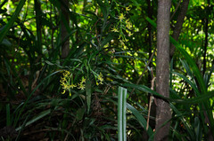 Apostasia odorata