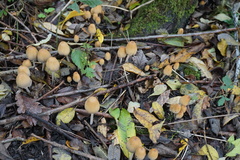 Fungi