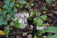 Fungi